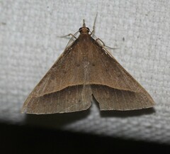 Epidesmia chilonaria