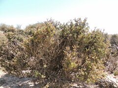 Drosanthemum asperulum