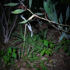 Agamidae