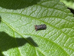 Octotoma scabripennis