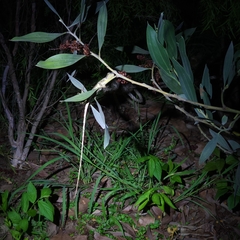 Agamidae