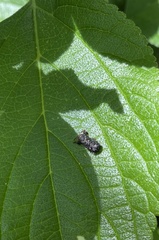 Octotoma scabripennis