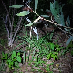 Agamidae