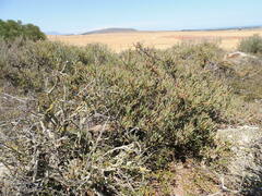 Ruschia klipbergensis