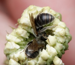 Lasioglossum
