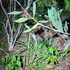 Agamidae