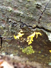 Calocera cornea