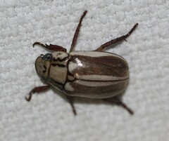 Anoplognathus abnormis