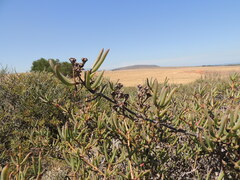 Ruschia klipbergensis