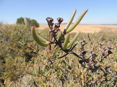 Ruschia klipbergensis