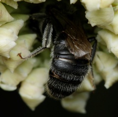 Lasioglossum