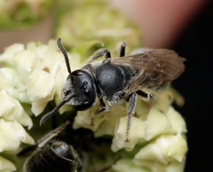 Lasioglossum