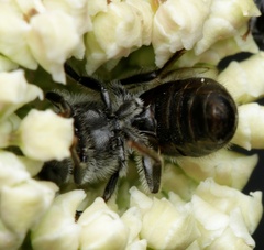 Lasioglossum