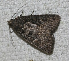 Hypoperigea tonsa