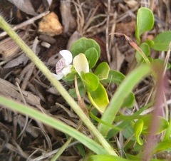 Justicia anagalloides