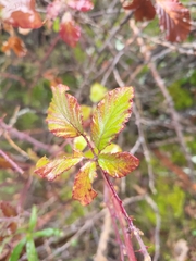 Rubus ulmifolius