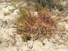 Serruria trilopha