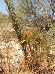 Serruria trilopha
