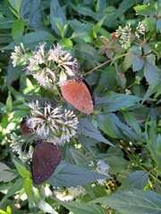 Euploea tulliolus koxinga