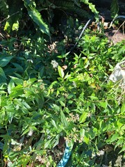 Euploea tulliolus koxinga