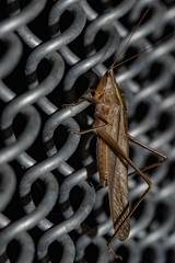 Neoconocephalus ensiger