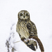 Short-eared Owl - Photo (c) Suzanne Labbé, some rights reserved (CC BY-NC), uploaded by Suzanne Labbé