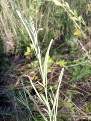 Epilobium tetragonum