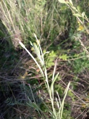 Epilobium tetragonum