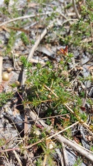 Aspalathus retroflexa bicolor