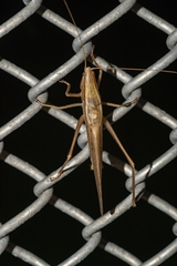 Neoconocephalus ensiger