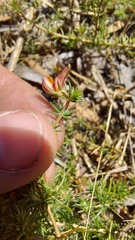 Aspalathus retroflexa bicolor
