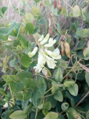 Vicia pisiformis