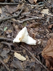 Cuphophyllus angustifolius