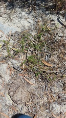 Aspalathus retroflexa bicolor