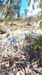 Lampranthus spiniformis