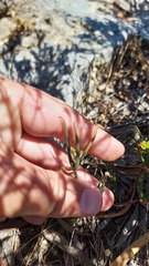 Lampranthus spiniformis