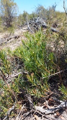 Leucadendron lanigerum lanigerum