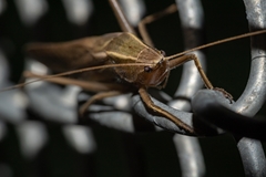 Neoconocephalus ensiger