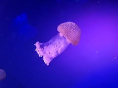 Kolpophorae