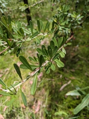 Pultenaea myrtoides