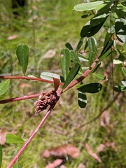 Pultenaea myrtoides