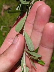 Pultenaea myrtoides