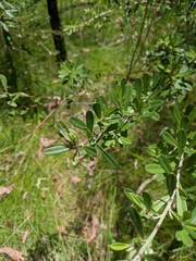 Pultenaea myrtoides
