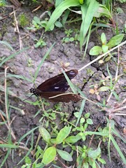 Euploea eunice hobsoni