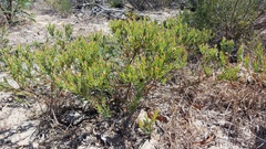 Leucadendron lanigerum lanigerum