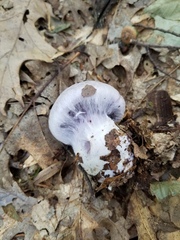 Cortinarius pulchrifolius