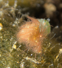 Phycocaris simulans