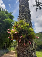 Tillandsia tenuifolia