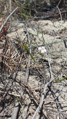 Lachnaea uniflora