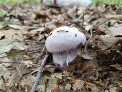 Cortinarius pulchrifolius